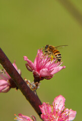 Peach Tree with Pink Blossoms and Bee