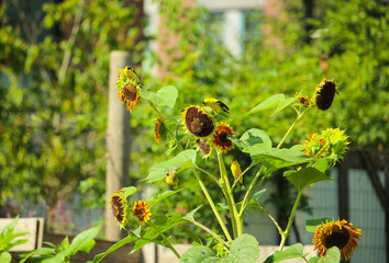American Goldfinches perched on sunflowers