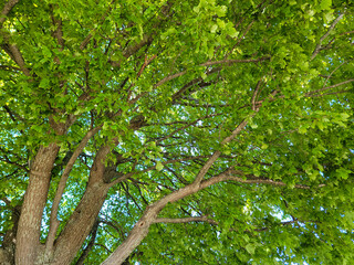 underneath view of green maple tree and blue sky