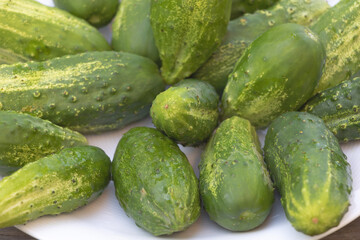 Close up shot of many fresh cucumbers in a white plate with wooden background