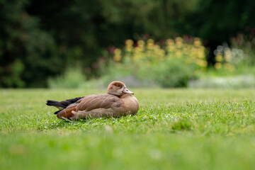 Closeup of a cute mallard hybrid duck resting on  green grass