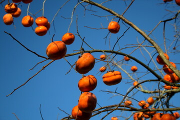 Texas Persimmons