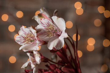 Fototapeta na wymiar pink freesia flowers with bokeh
