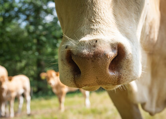 Cow nose close up on a blurred background