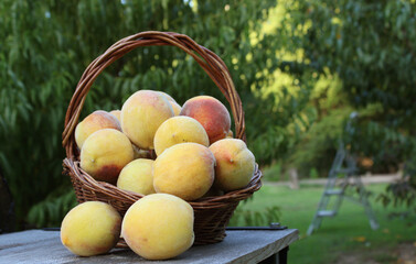 Basket of Fresh Organic Peaches on tableon Organic Farm