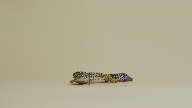 Leopard gecko standard form, Eublepharis macularius on a beige background. Studio shooting of animals. Spotted little reptilian in touchable zoo. Full length. Slow motion.