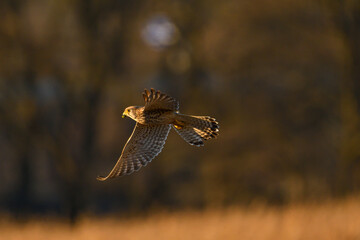 Turmfalke