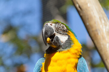 macaw eating on a tree branch outdoors in rio de janeiro.