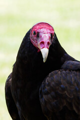 The turkey condor outside with a light background - portrait.