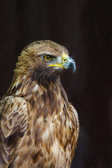 Portrait of a glass eagle with a dark background.