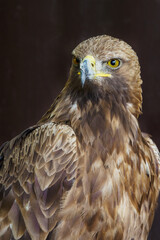 Portrait of a glass eagle with a dark background.