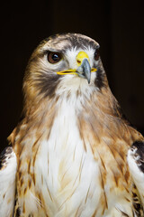 Portrait of a red-tailed buzzard with a dark background.
