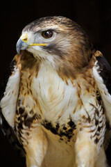 Portrait of a red-tailed buzzard with a dark background.