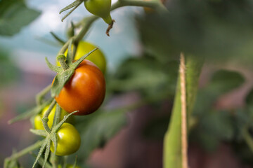 Tomatoes Ripening in the Sun in Early Summer