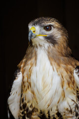 Portrait of a red-tailed buzzard with a dark background.
