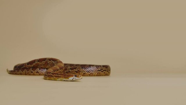 Tiger Python molurus bivittatus morph albine burmese on a beige background in the studio. A brown snake with scaly skin. Serpent crawling over the surface. Slow motion.