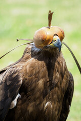 A steppe eagle with a birdcap on its head.