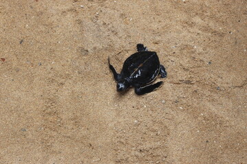little small asian turle baby
