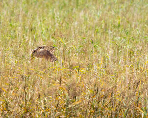 Eurasian bittern flying