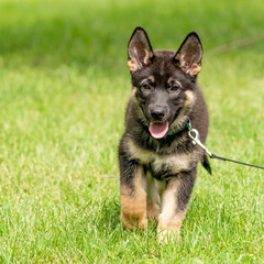 Nine weeks old puppy