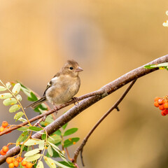 Common chaffinch female in the tree