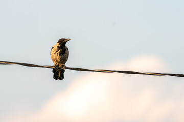 Hooded crow on top of the powerline