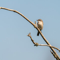 Lesser whitethroat in the tree