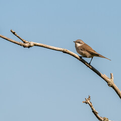 Lesser whitethroat in the tree