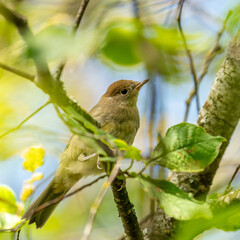 Eurasian blackcap female in the tree