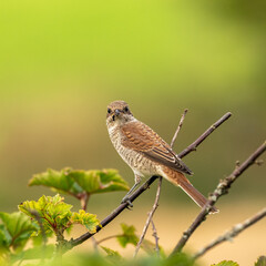 Young Red-backed shrike in a bush