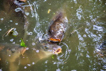 Carps greedy for food in the water