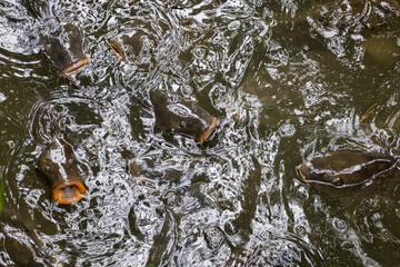 Carps greedy for food in the water