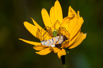 spider eating a moth on yellow flower