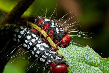 caterpillar on leaf