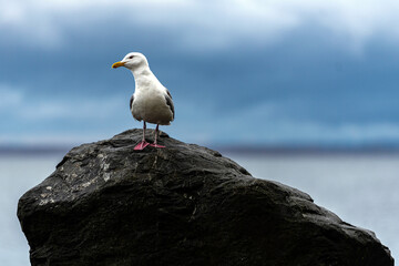 Seagull on a rock looks away