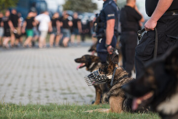 Police dog with football supporters and policemen in the background