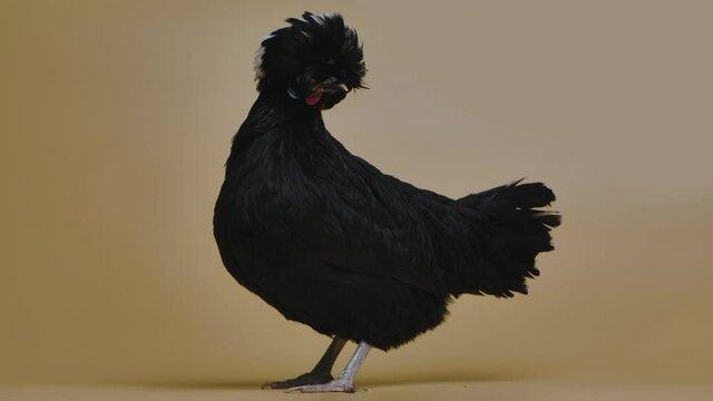 Black white crested polish chicken at white background in studio on a beige background. A crested bird with a magnificent unique hairdo. Cheerful poultry in touchable zoo. Slow motion.