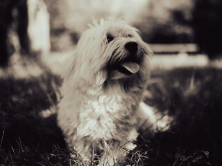 Süßer kleiner Coton de Tulear Hund auf einer Wiese