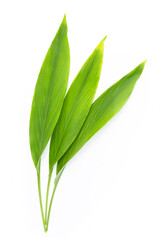 Fototapeta na wymiar Green leaves of turmeric on white background.