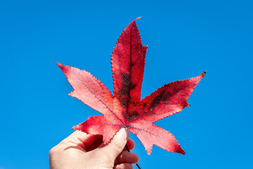 Hand holding a red autumn leaf, against a completely cloudless sky