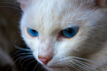 A large white cat with blue eyes close-up.