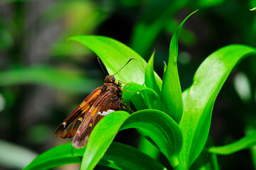 Moth on Green Plant