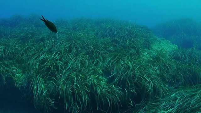Neptune grass field in Tabarca Island, Alicante, Spain