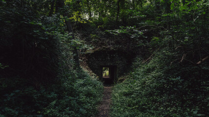 Bilder aus einem alten französischen Wald