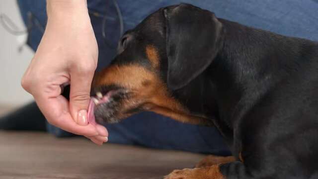 Hungry dachshund dog tries to get dried food hidden in hand of owner with its teeth, close up. Handler does not allow pet to eat treat without permission