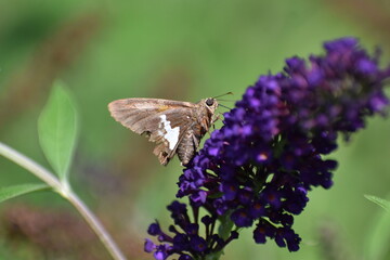 Silver Spotted Skipper butterfly Epargyreus clarus feeding on a Butterfly Bush Buddleja davidii