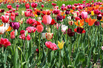 A field of different-grade tulips in the morning sun.