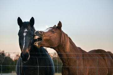 Horse being obnoxious to another. Laughing farm animal. Funny face of equine showing teeth.