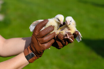 Two small broiler chickens in the hands of a farmer on the background of a green meadow