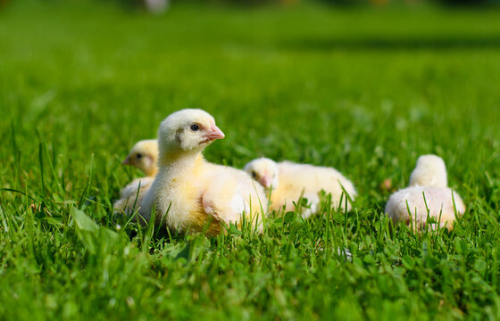 Four little chickens are sitting on the grass. Selective focus on the closest chick